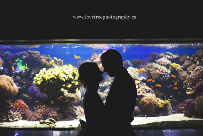 A wedding at the Vancouver Aquarium by www.lovetreephotography.ca