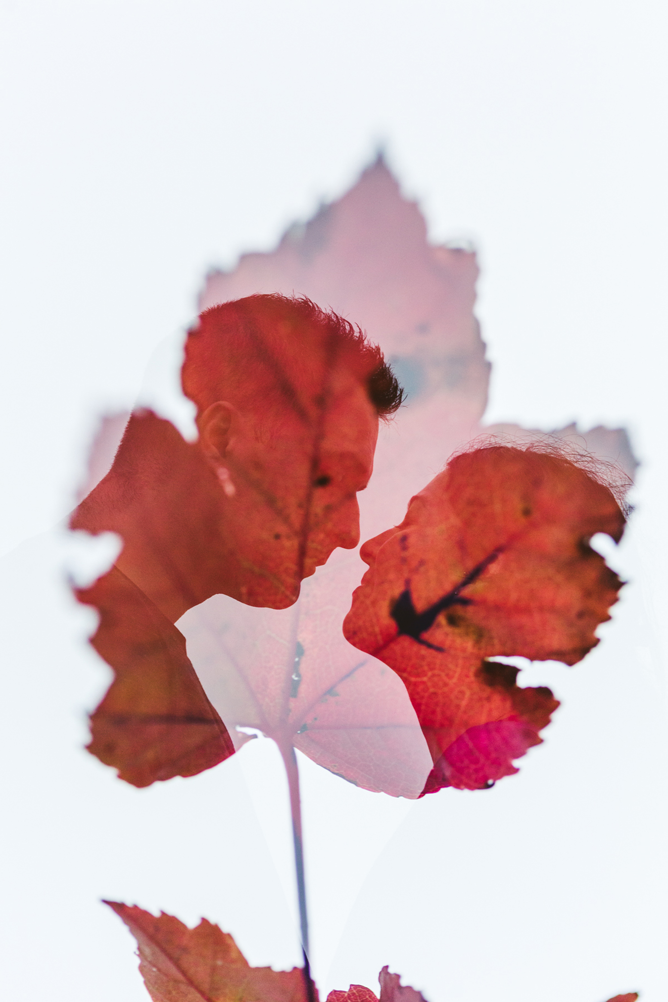 double exposure with a maple leaf