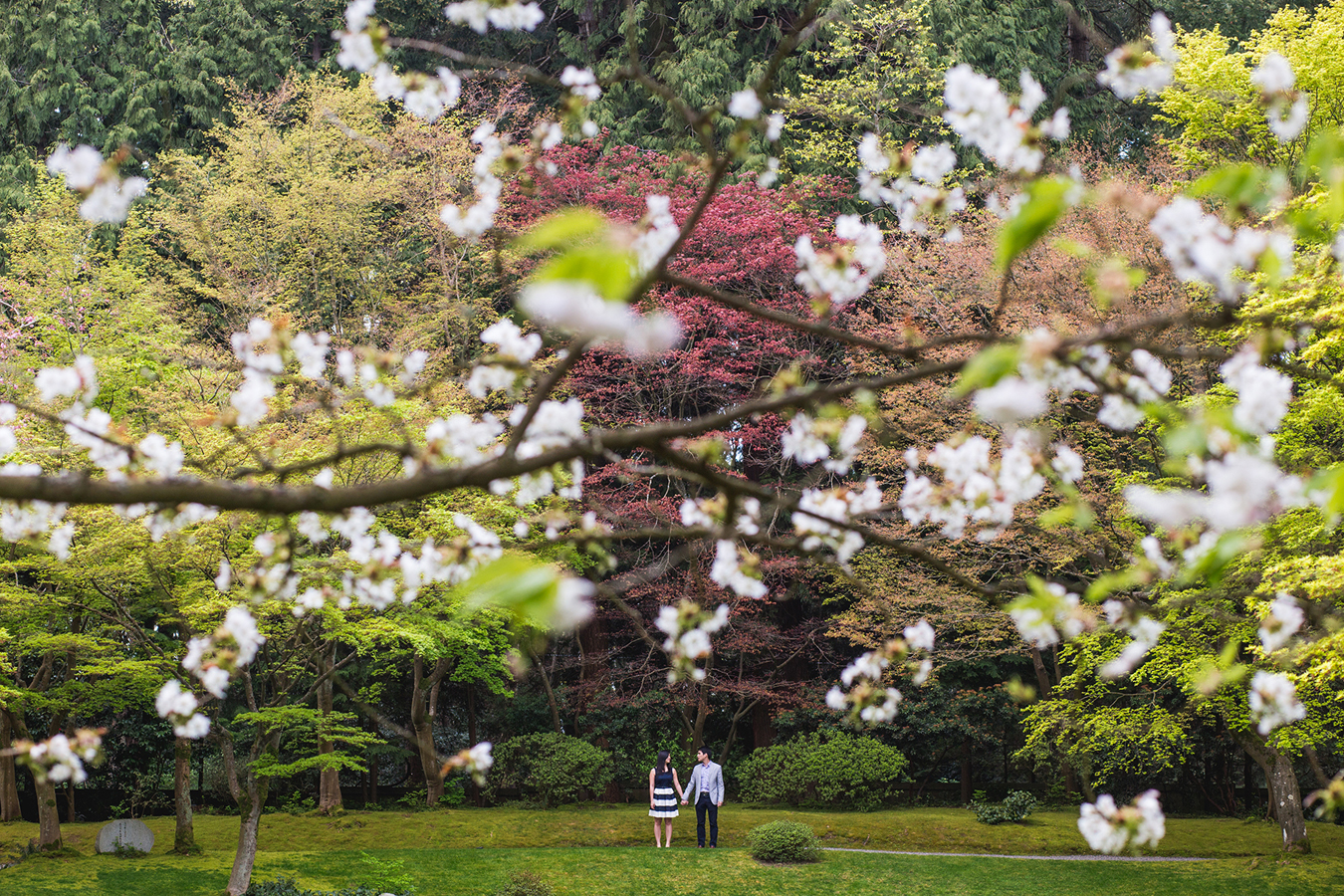 Nitobe Gardens Cherry Blossoms